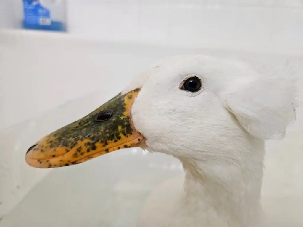 Bill freckles in ducks