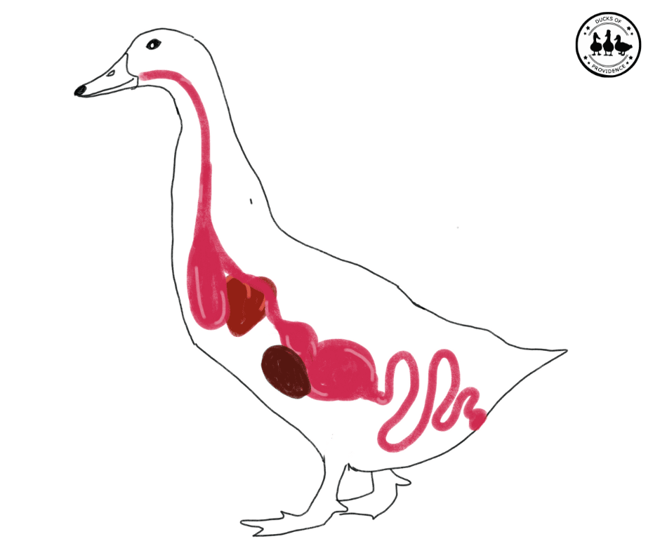 duck digestive system