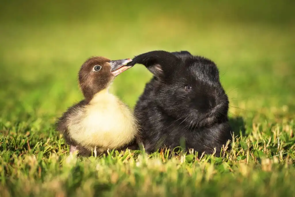 duckling and rabbit