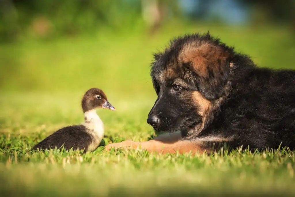 duck and other pets: dogs