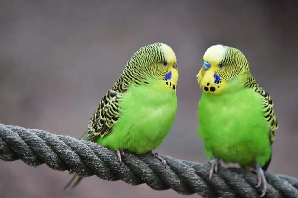 parakeets