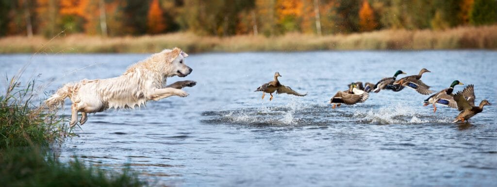 dog chasing ducks