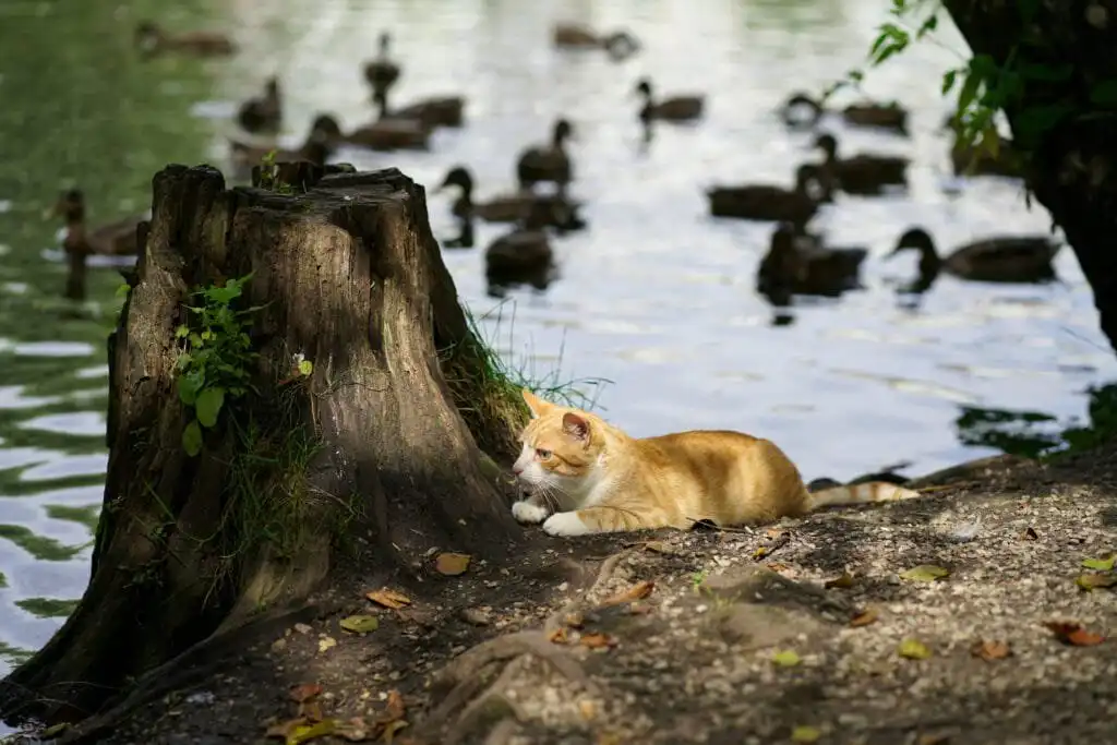 cat and ducks