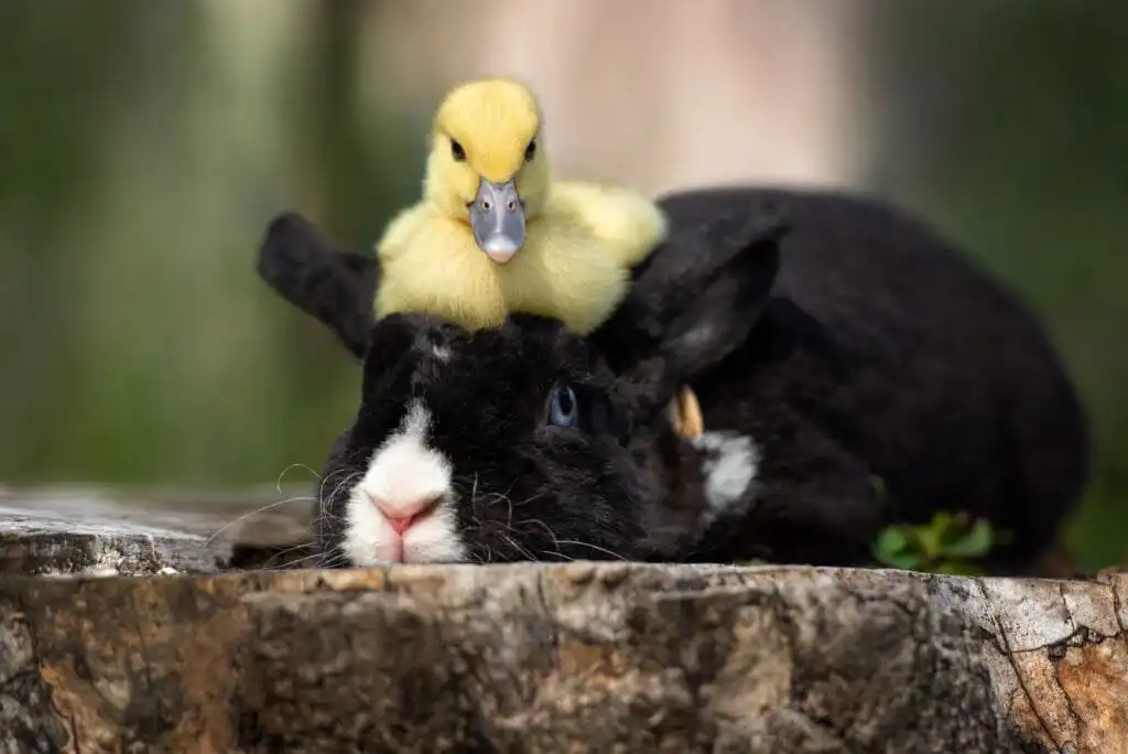 duckling and rabbit