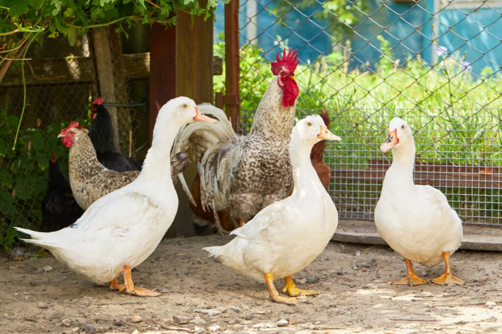 ducks and chicken