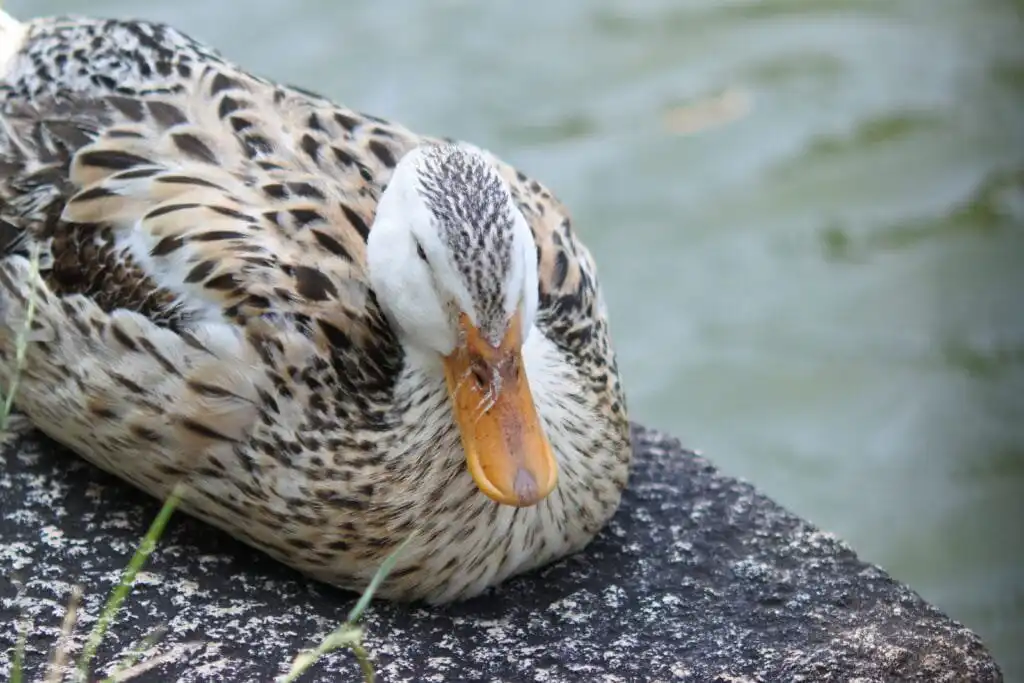Silver Appleyard Ducks