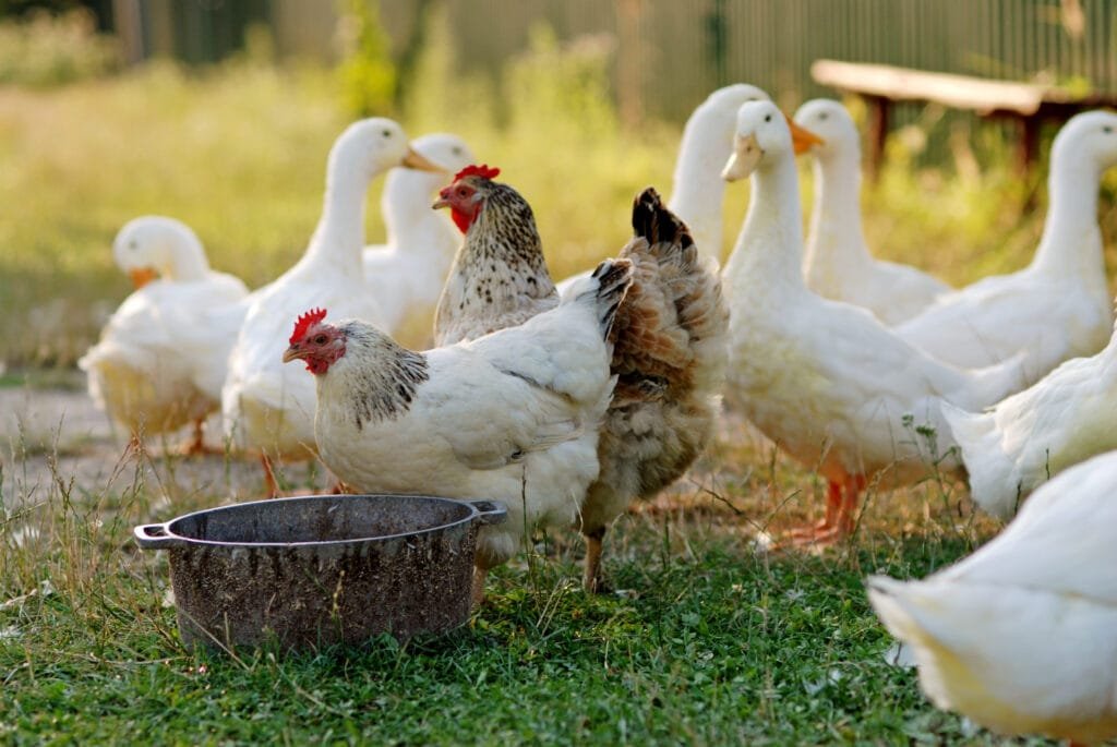 ducks and chicken