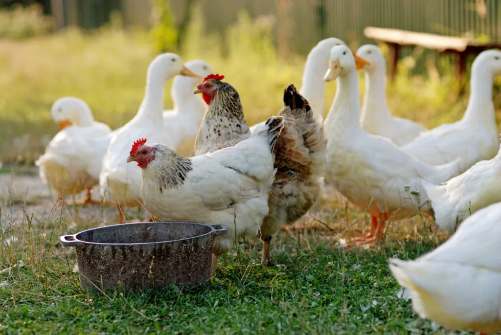 ducks and chicken