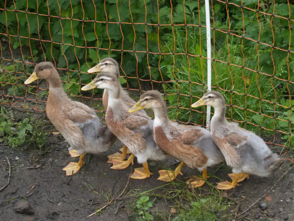 Saxony Ducks 