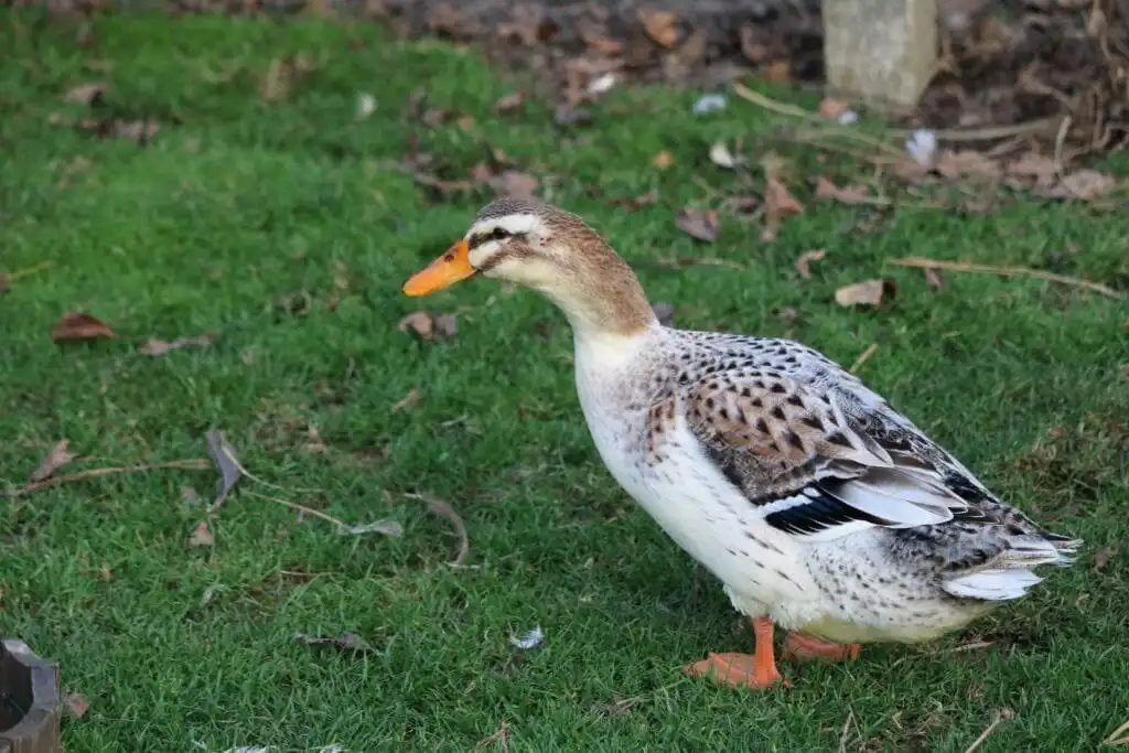 Silver Appleyard Duck