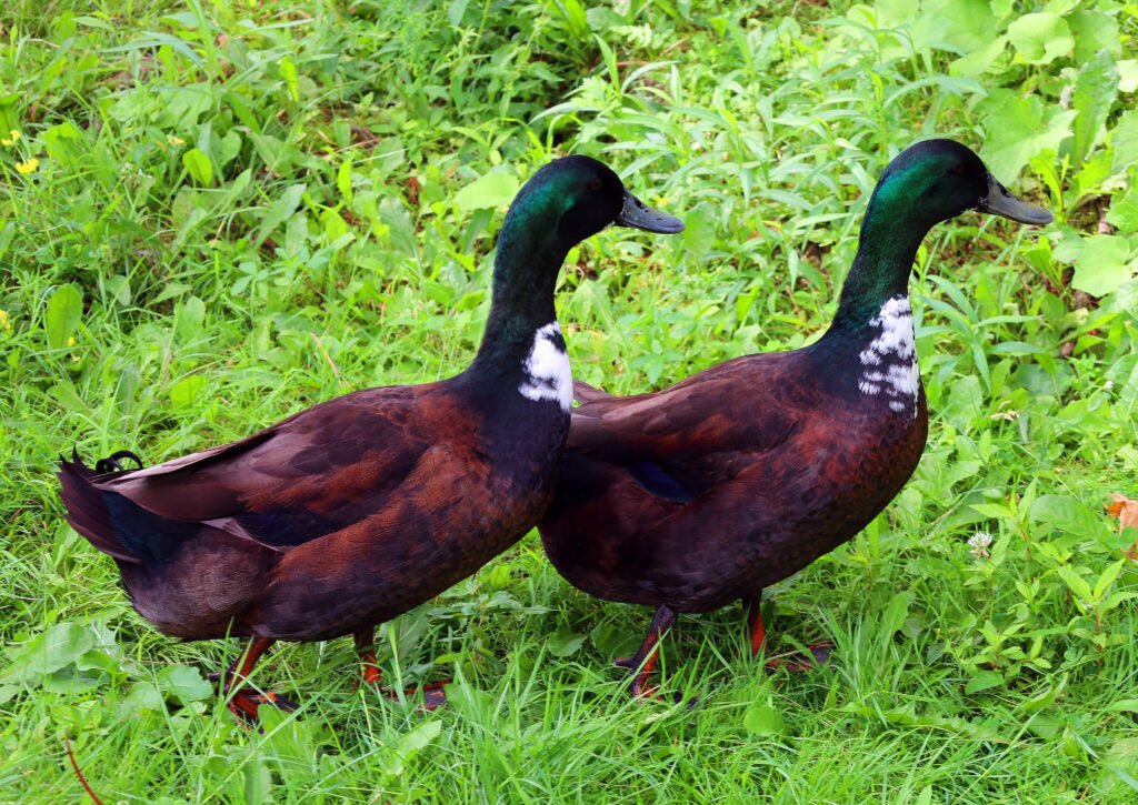 Black Swedish Ducks