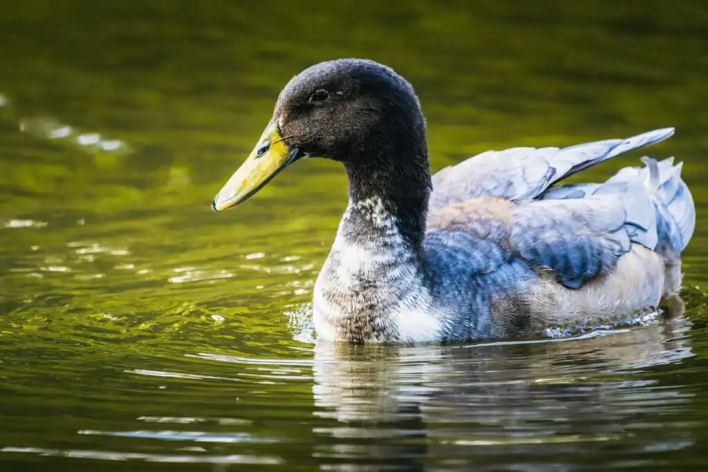 Blue Swedish Duck