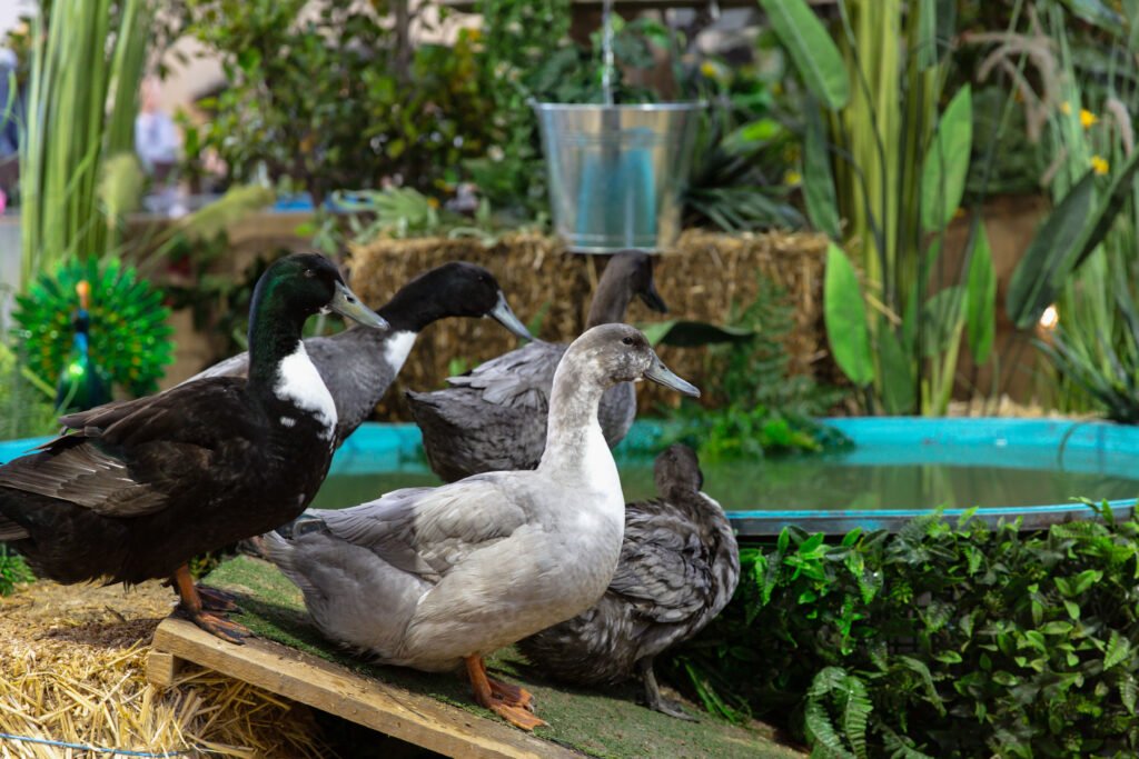 Black and Blue Swedish Ducks
