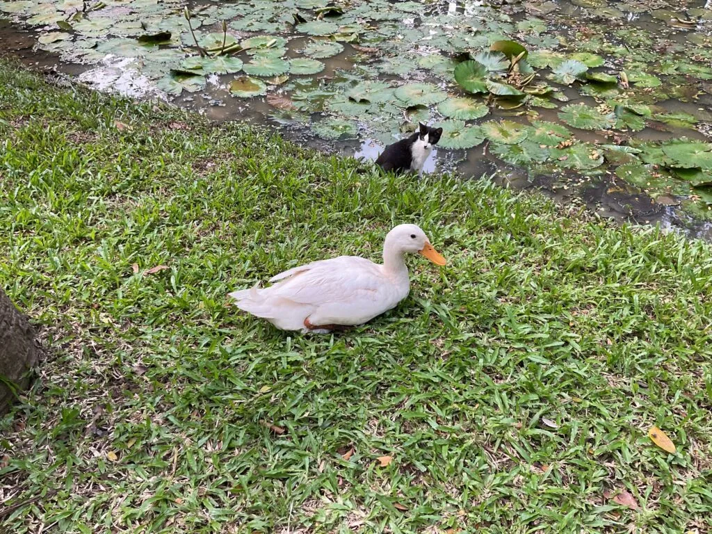 Duck and Cat