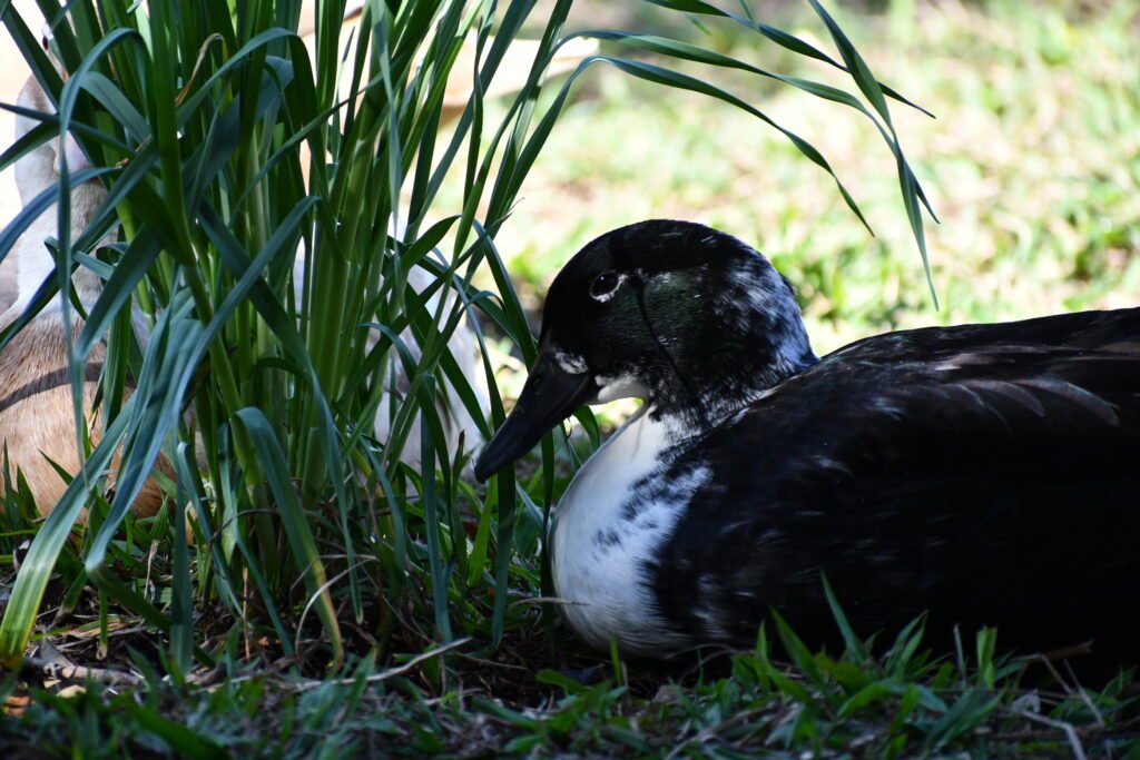 Black Swedish Duck