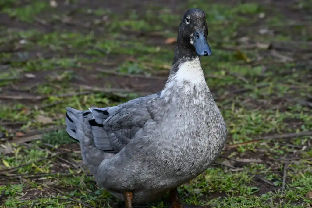 Blue Swedish Duck