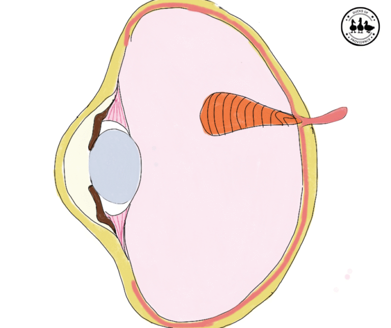 Duck Eye Facts
