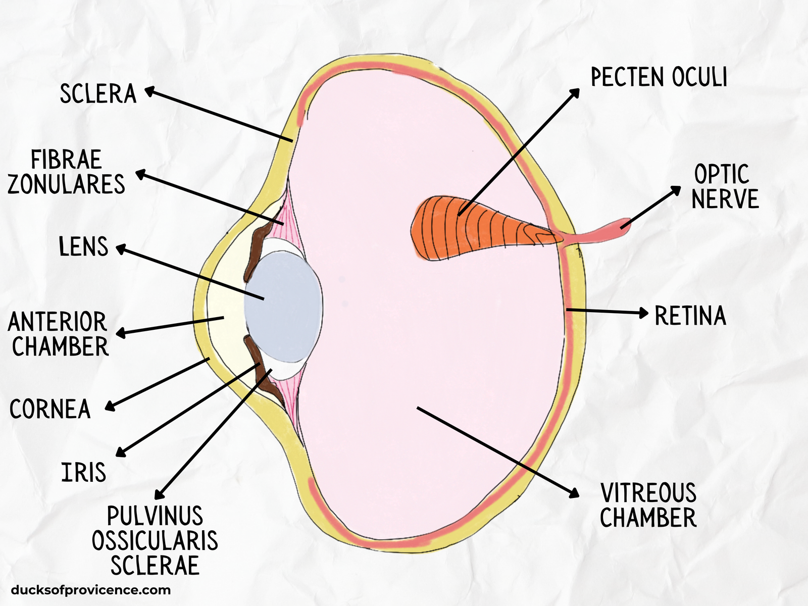 Duck Eye Anatomy