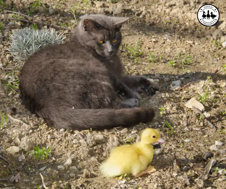 Ducks and other pets