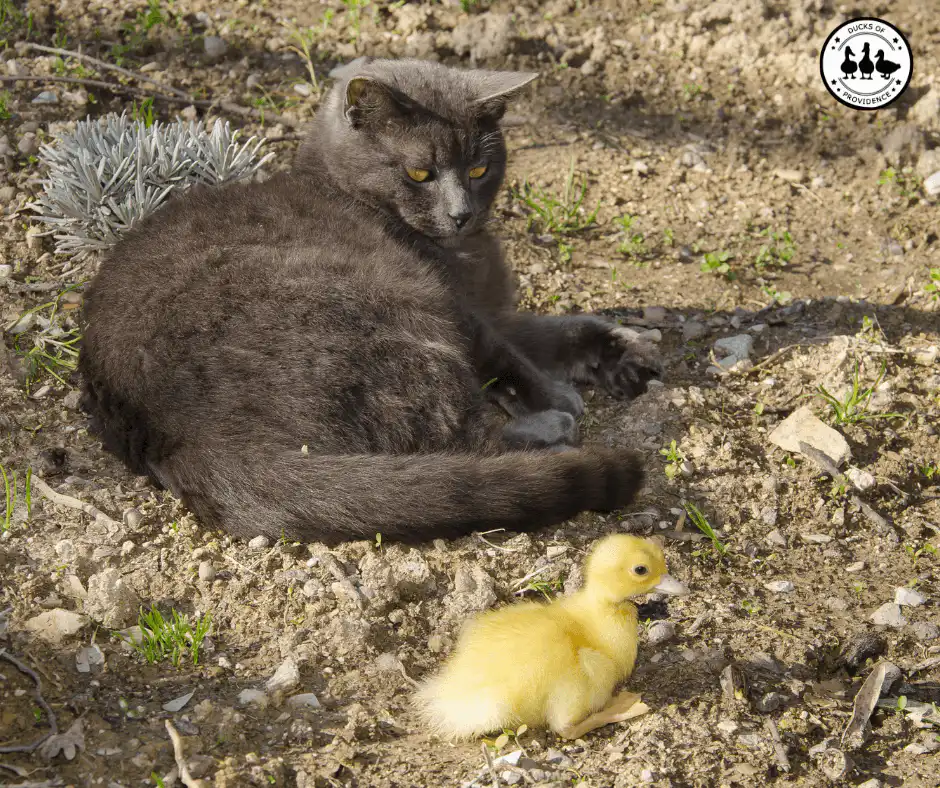 Ducks and other pets