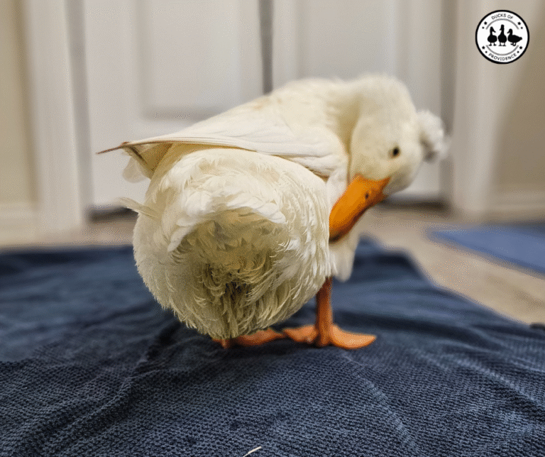 prolapse recovery
