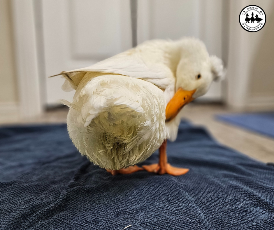 prolapse recovery