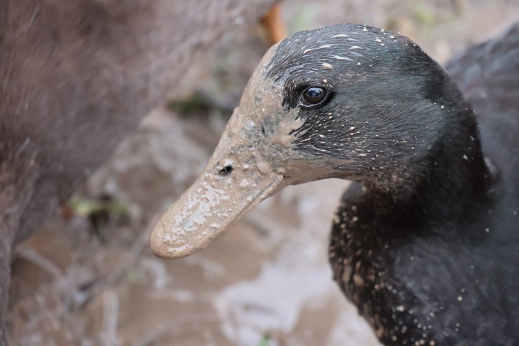 duck eye