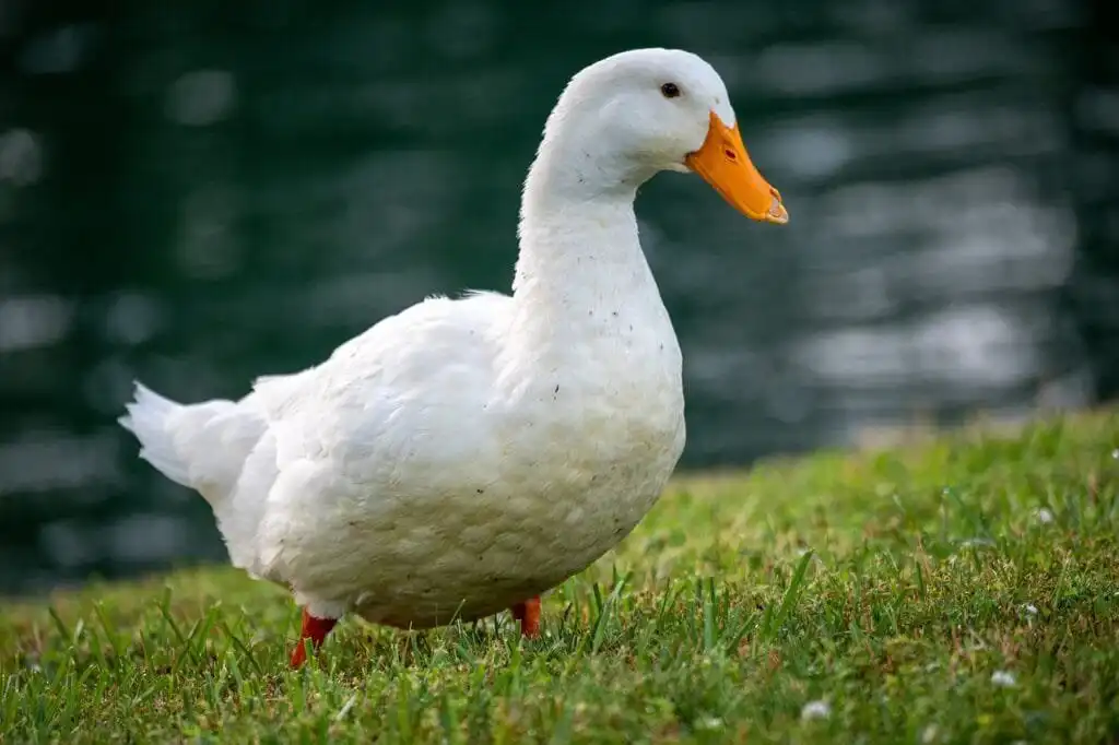 Pekin Duck
