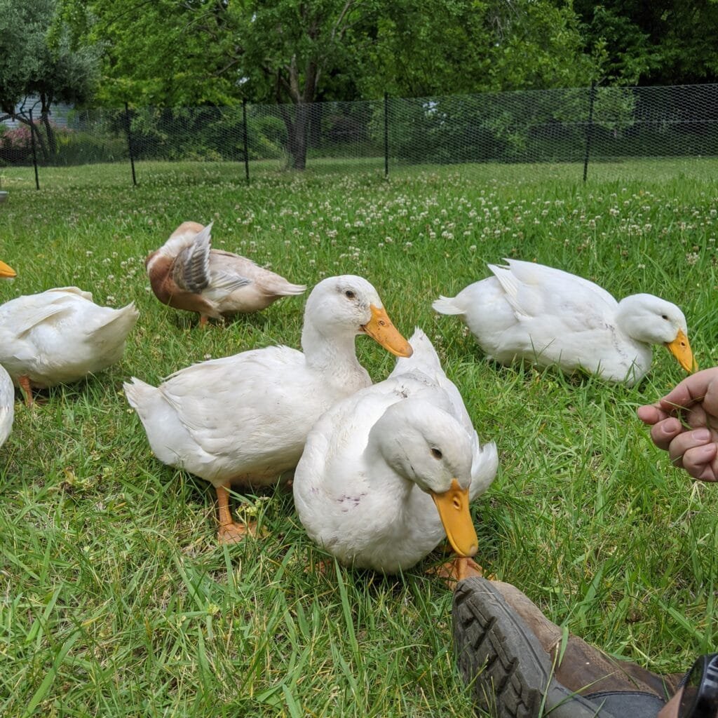 Pekin Ducks