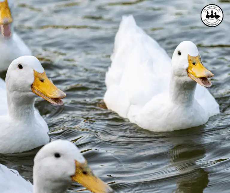 Pekin Ducks