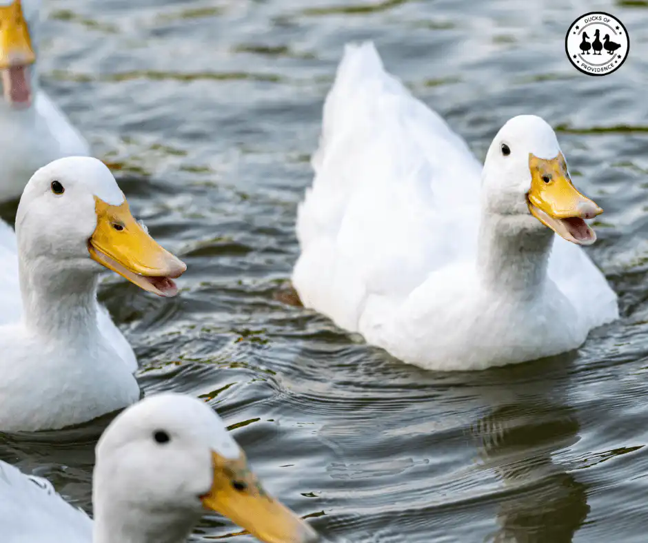 Pekin Ducks
