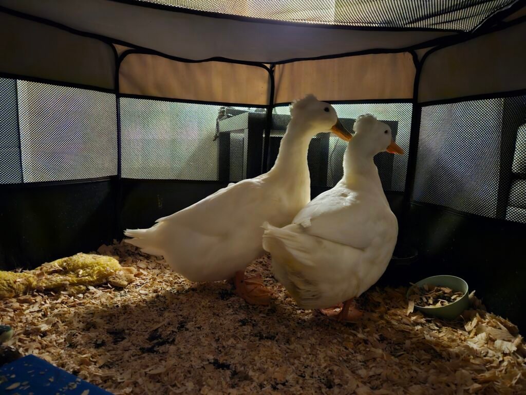 two ducks inside the house