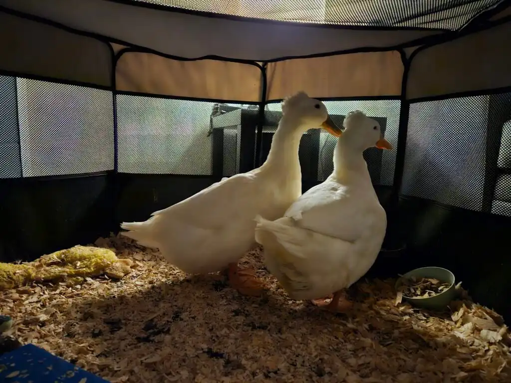 two ducks inside the house