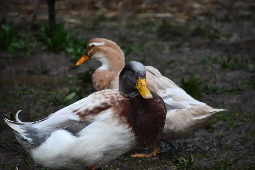 male and female saxony ducks