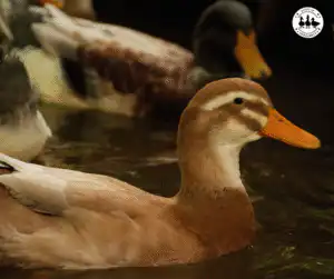 Saxony Ducks