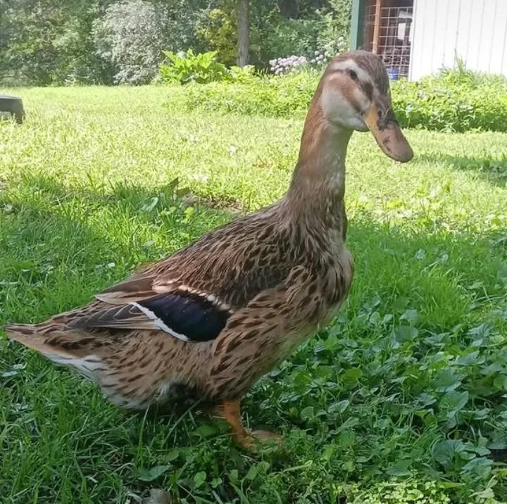 Silver Appleyard duck