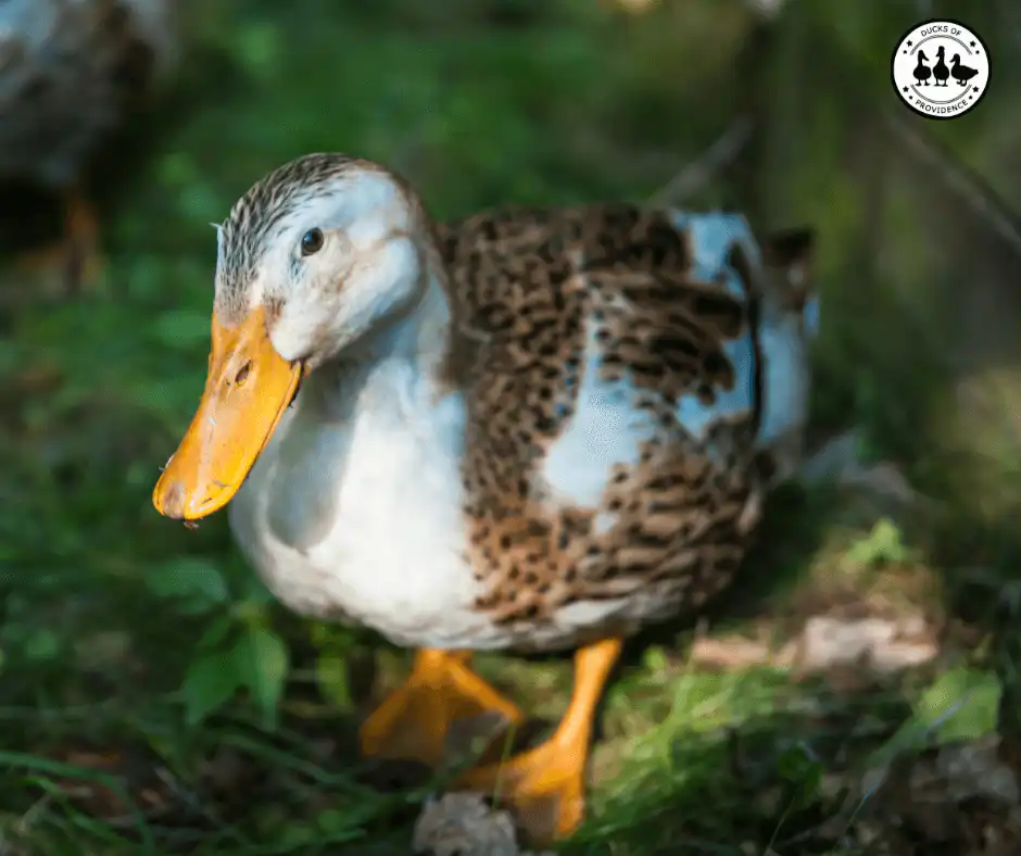 Silver Appleyard Duck