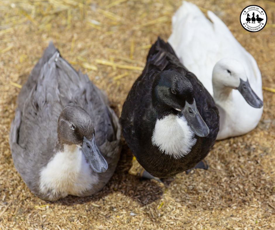 Swedish Ducks
