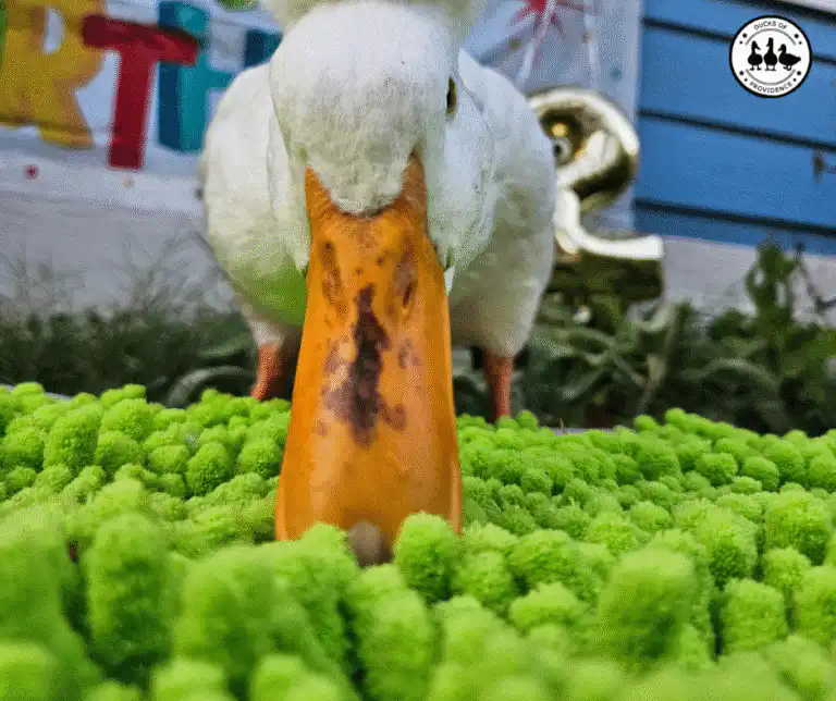 Enrichment and Toys for Ducks