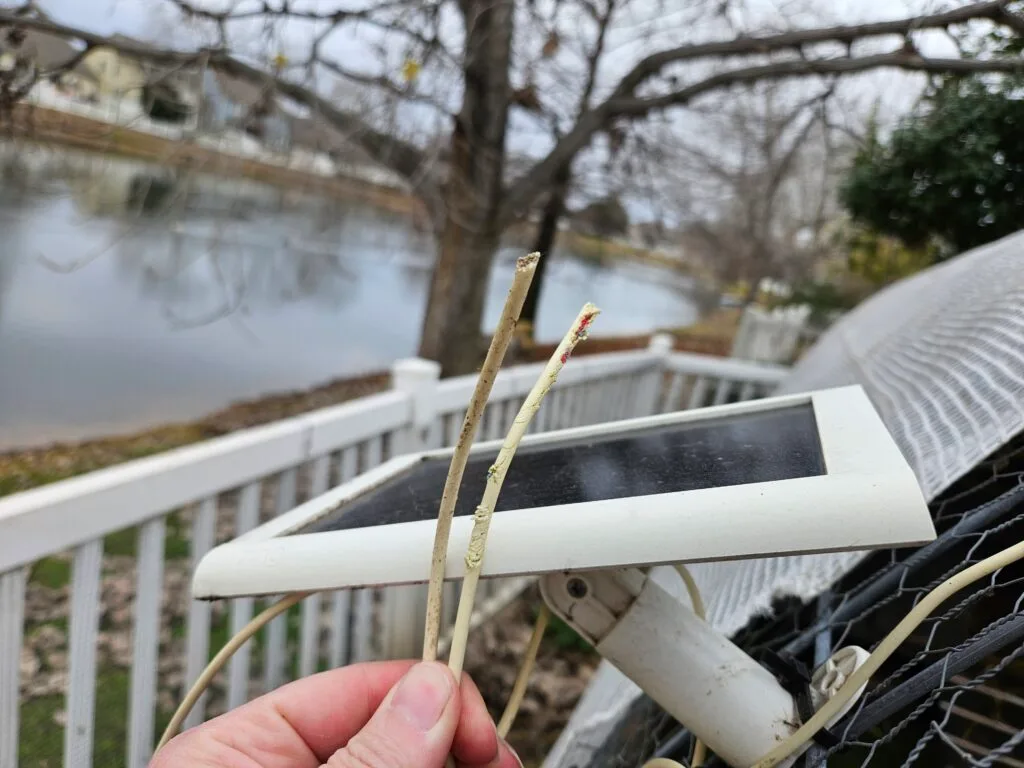 chewed cable
