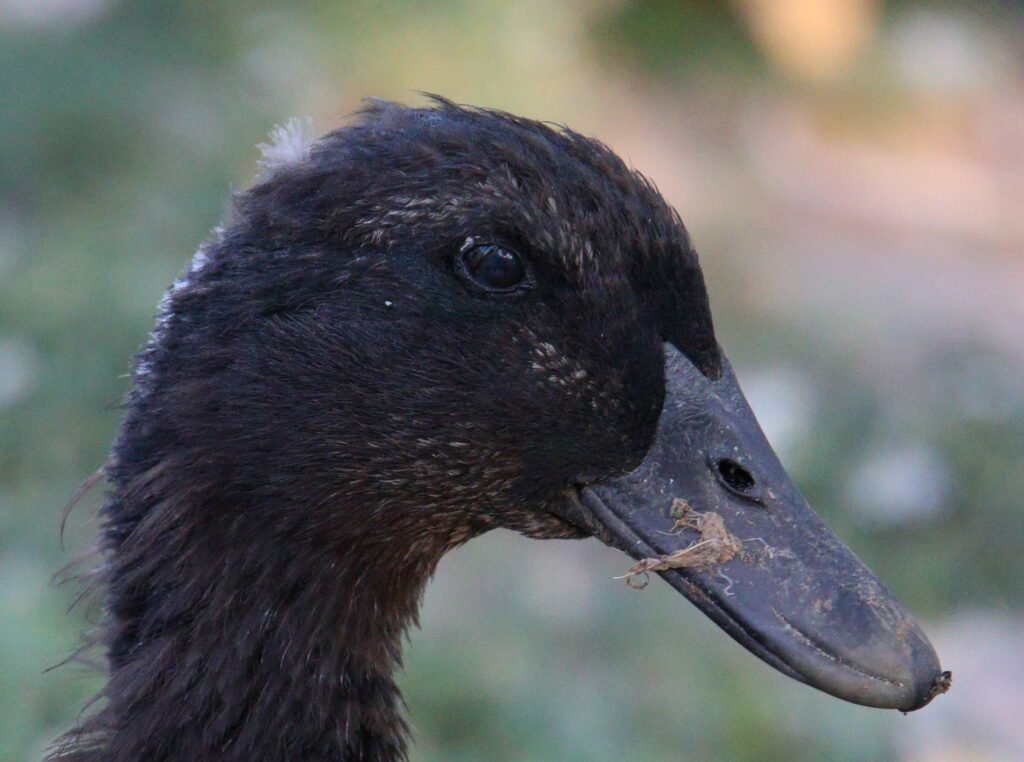 Duck Eyes