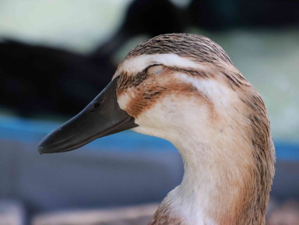 Duck Eye Closed