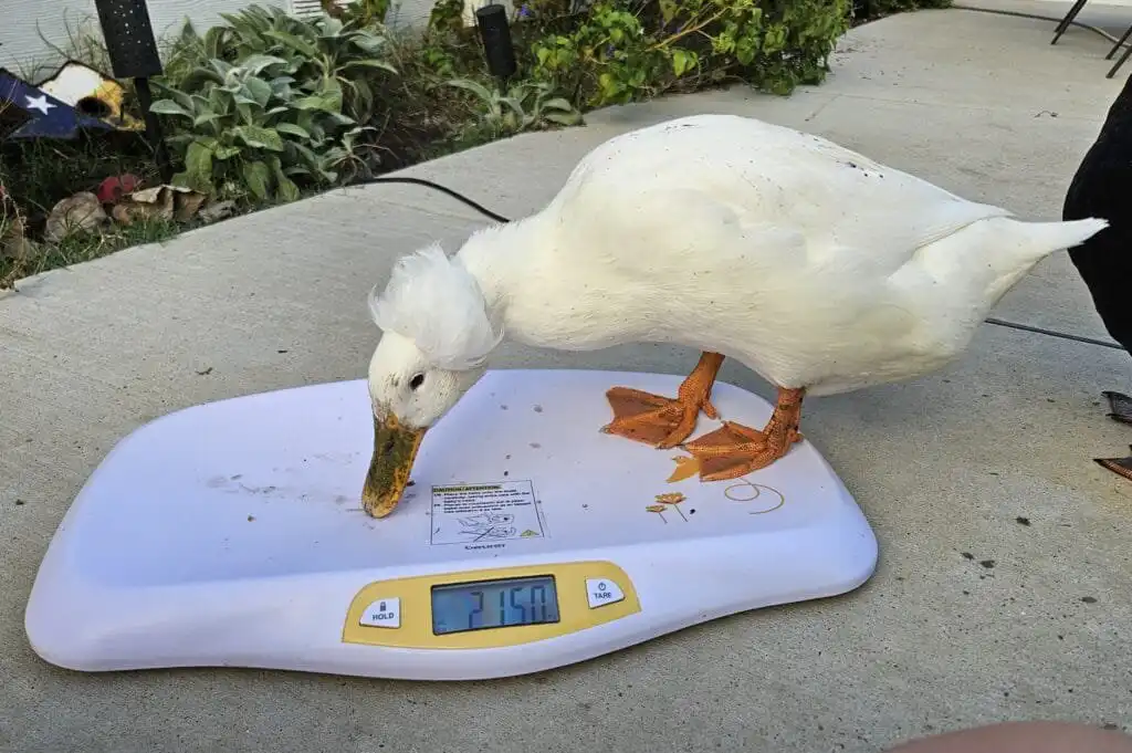 duck on scale