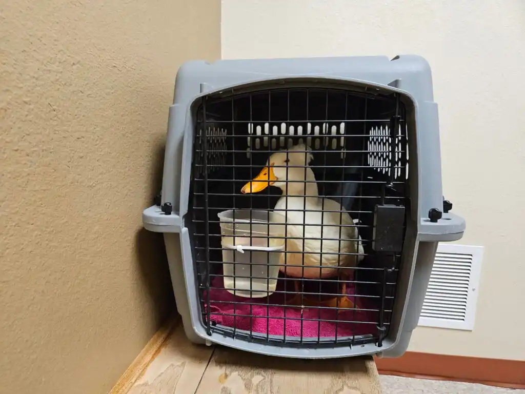 duck at the et in pet carrier