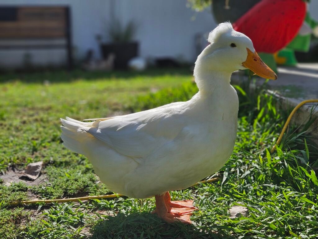 Emma our duck