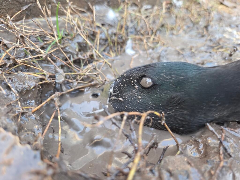 nictitating membrane of the duck's eye