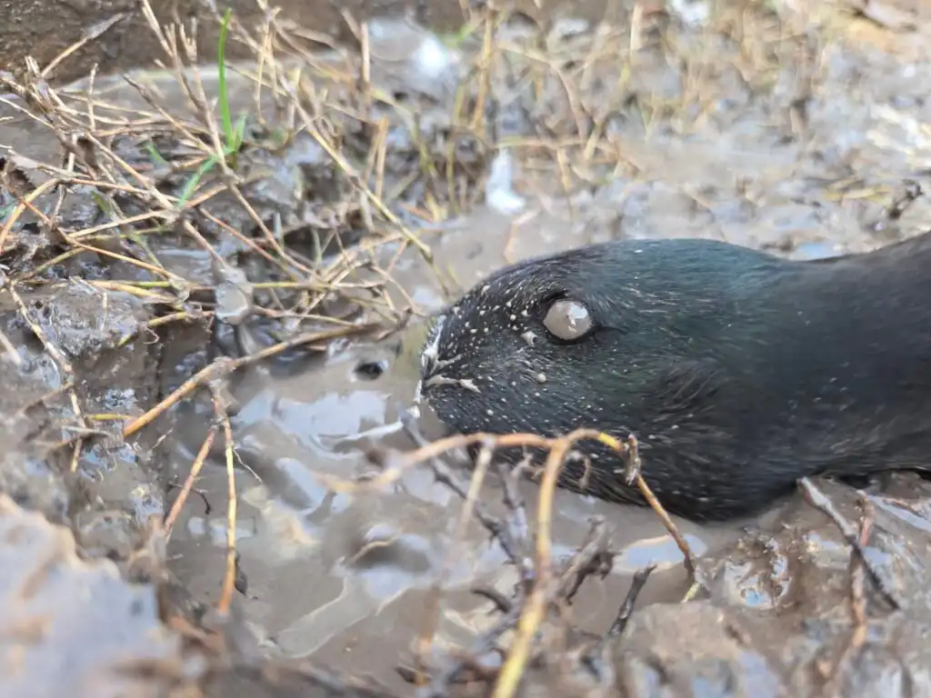 nictitating membrane of the duck's eye