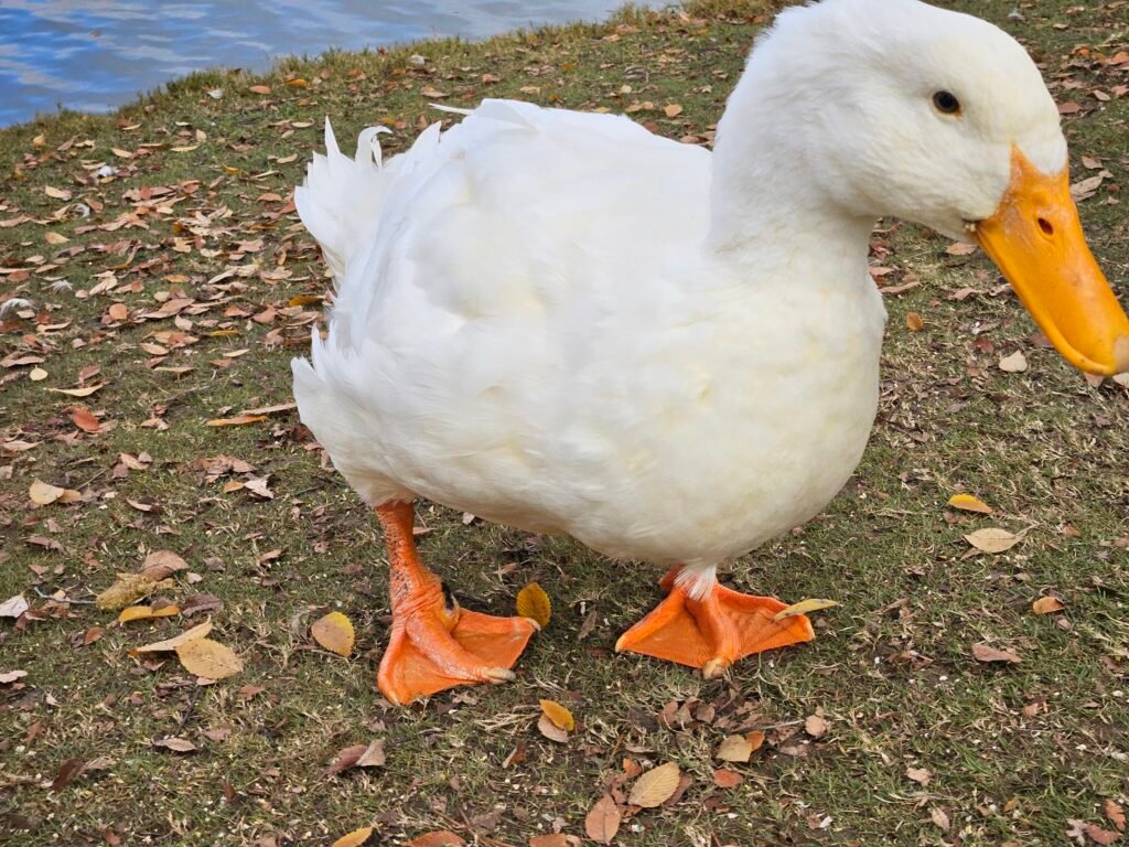 Jumbo Pekin Duck