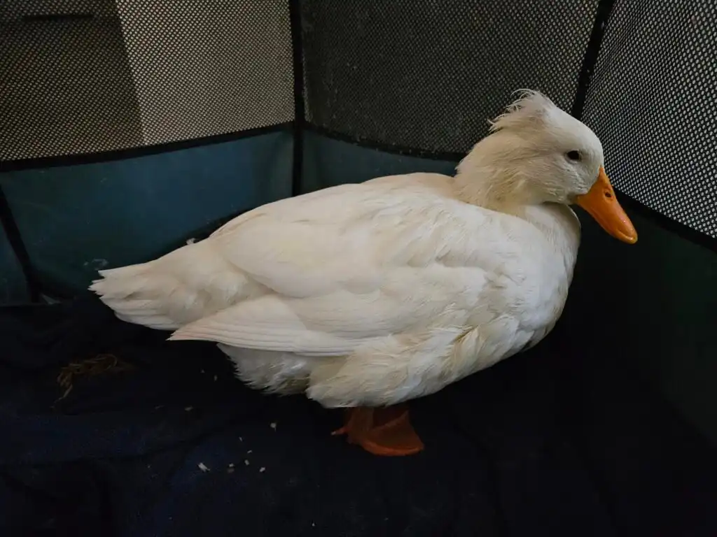 duck