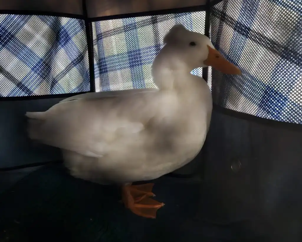 duck